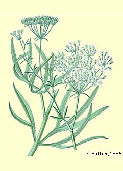 فالکاریا / علف داسی